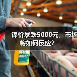 镍价暴跌5000元，市场将如何反应？（图1）
